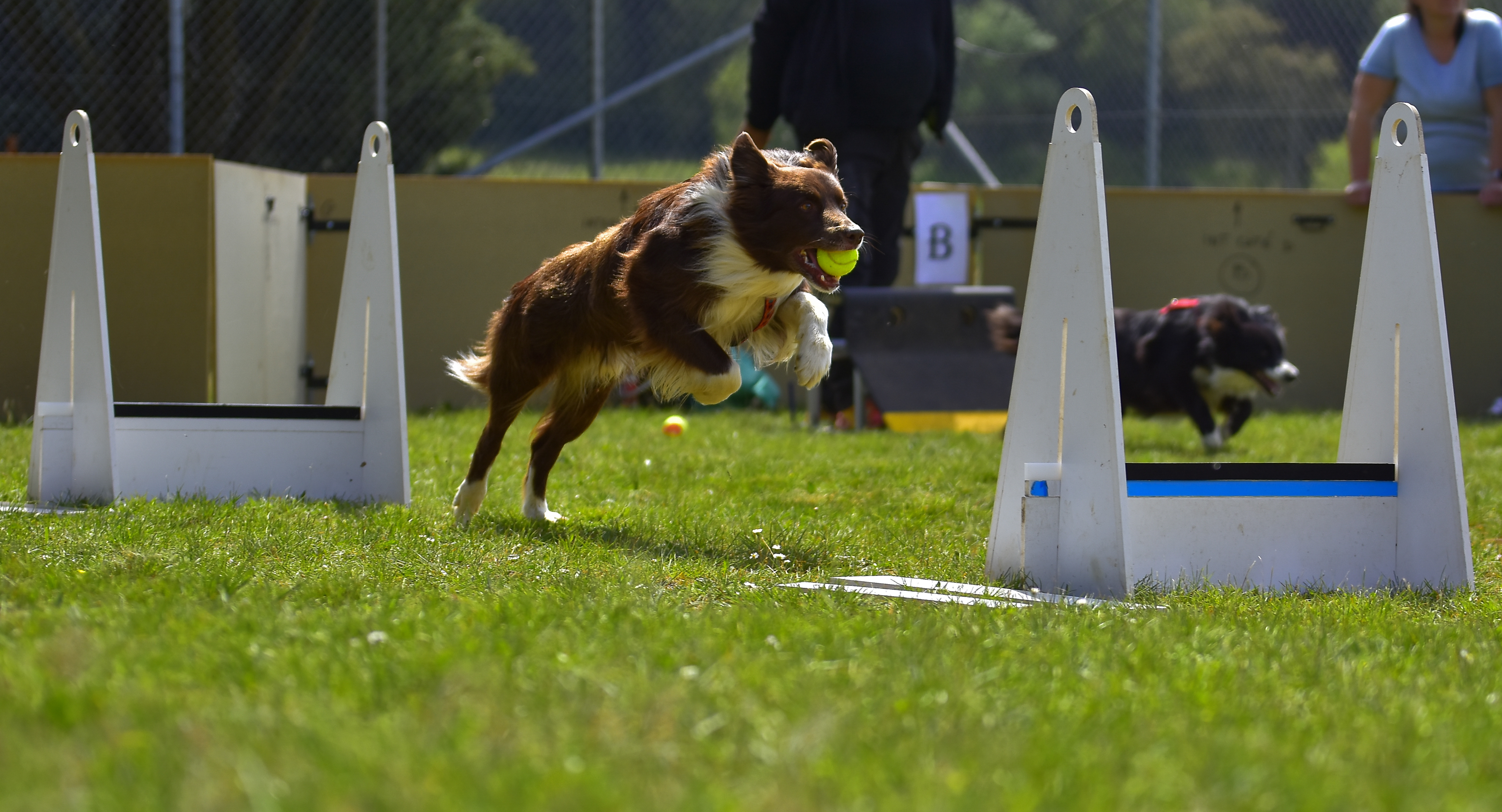 Flyball hot sale