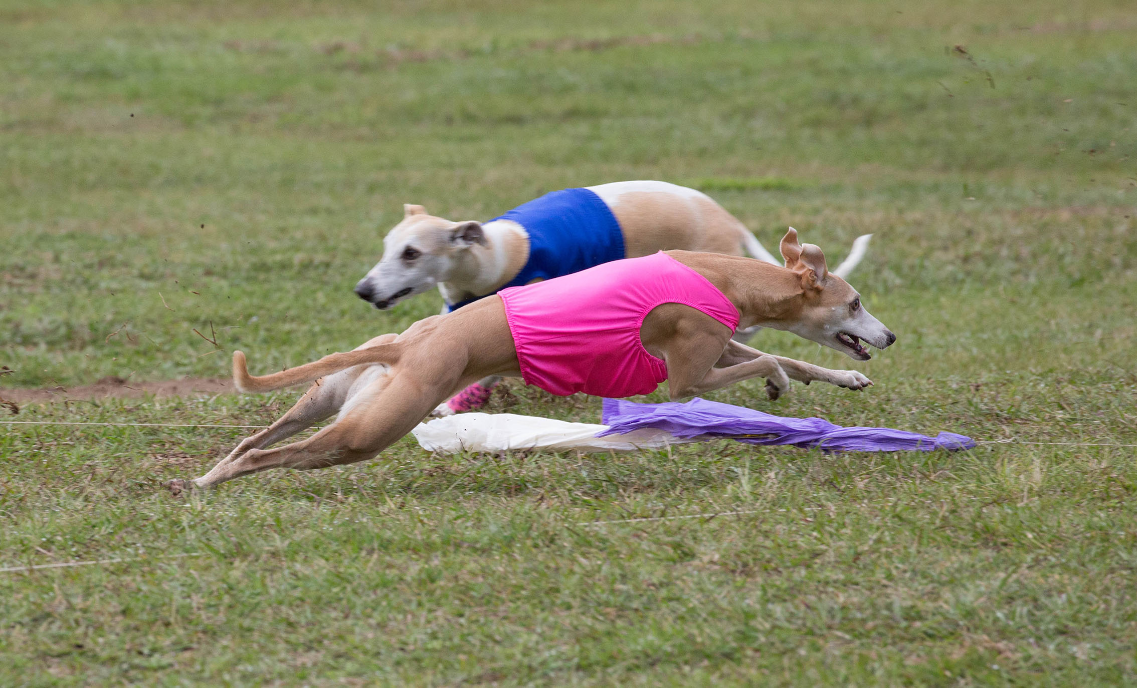 https://dogsqueensland.org.au/media/53432/lure-coursing.jpg