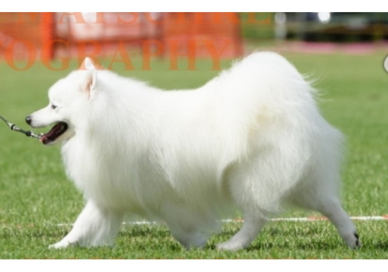 jap spitz for sale