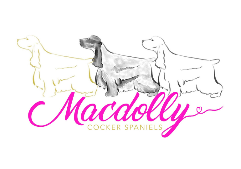 local cocker spaniel breeders