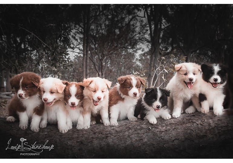 Border collie hot sale mix breeders