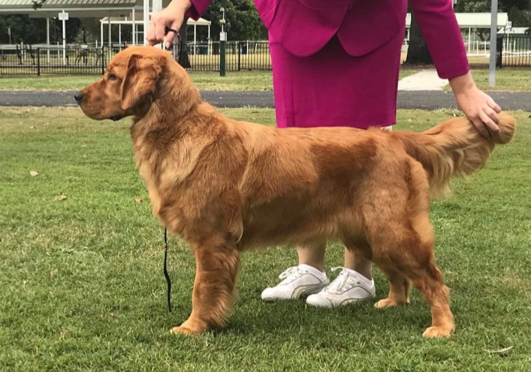 Breeders Georgiesgold