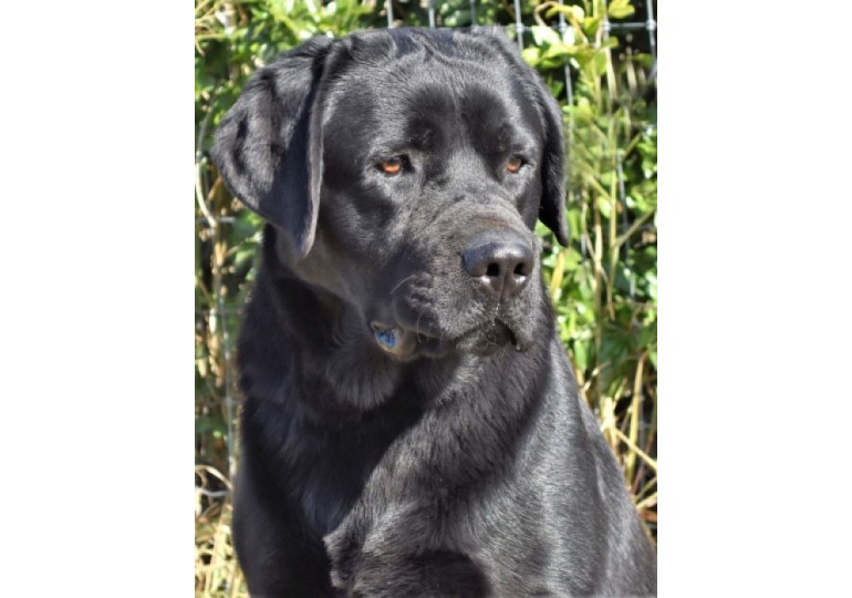 Labrador best sale breeder brisbane