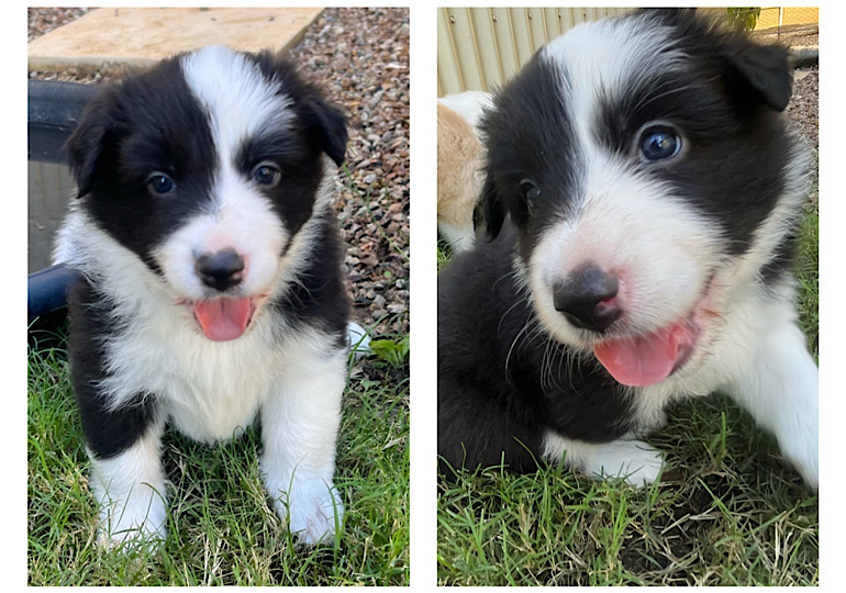 Chocabloc border hot sale collies