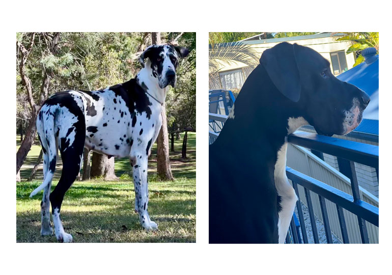 Merle great dane sales breeders