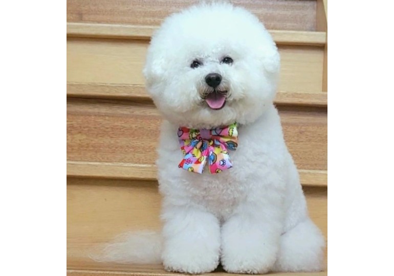 Bichon frise pedigree puppies for sale best sale