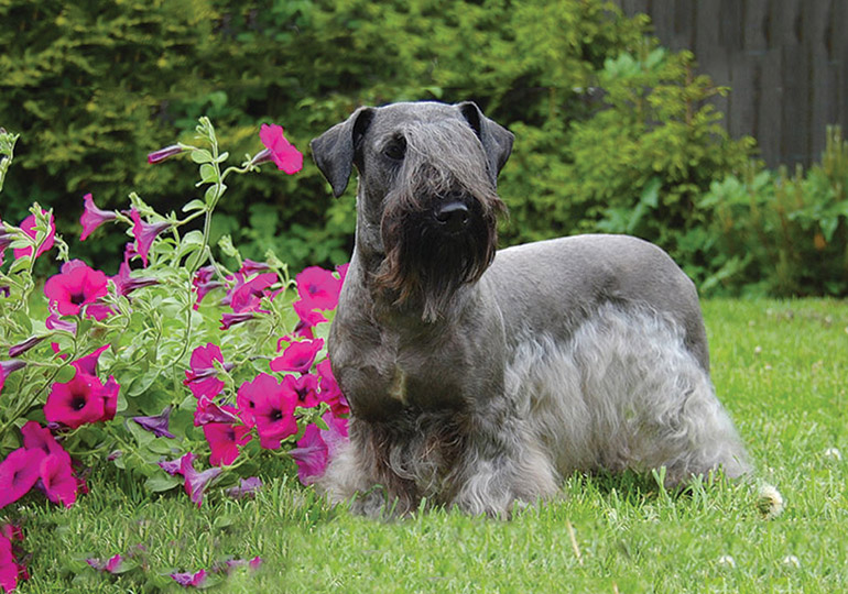 are cesky terriers good dogs